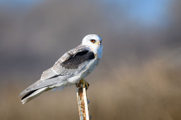 White-tailed Kite (juvenile) - image #451947 gratis